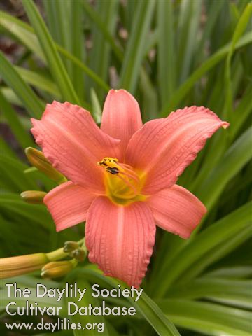 Daylily Pink Damask